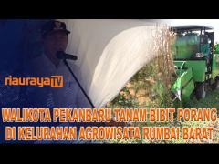 PEMKO PEKANBARU MENDUKUNG BAIK KOMONDITAS PORANG DI PEKANBARU